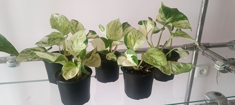 Продам Епіпремнум  Хеппі ліф 90 грн