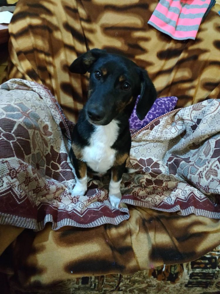 Песик у добрі руки