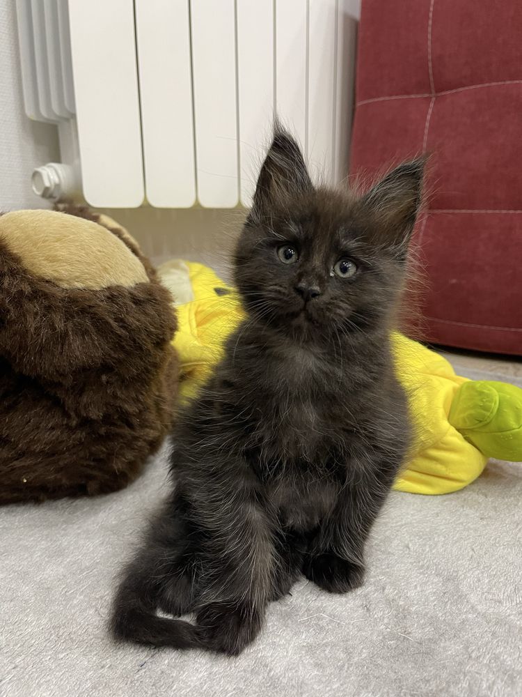 Кошенята Мейн кун!