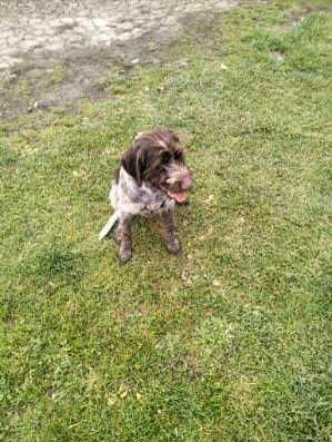 Suka Wyżeł Czeski Foustek