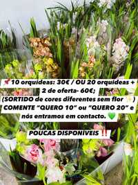 10 ORQUÍDEAS - 30€