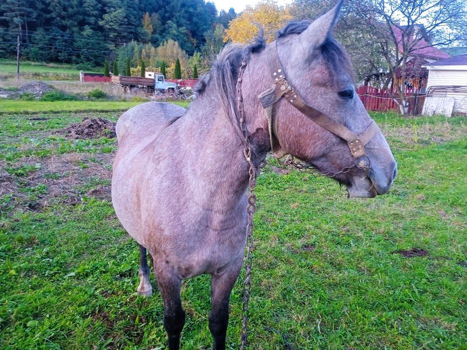 Продам кобилу спокійна Богородчани