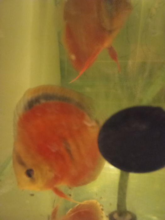 Sprzedam dorosłe pigeony i redrolsy