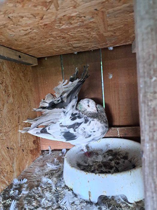 Golebie pawiki pawik