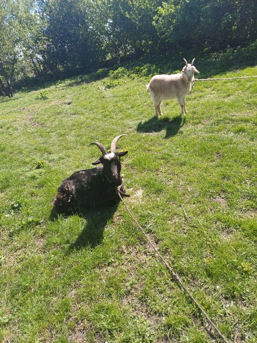 Продам  козу дійну і молоду