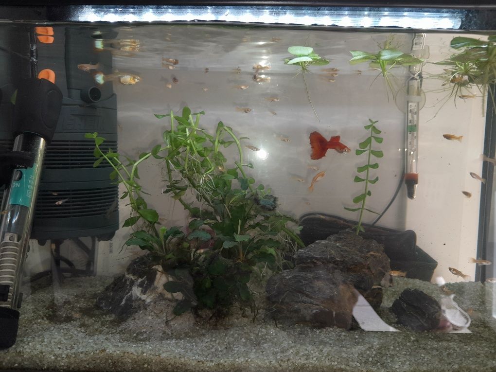 Guppys red albino