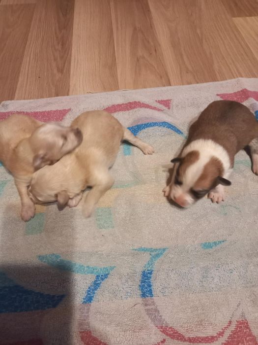 Do oddania szczeniaki