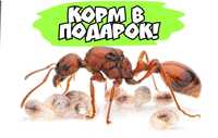 Продам редких экзотических муравьев мanica rubida!