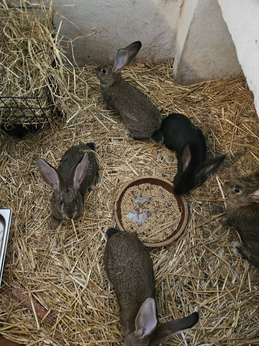 Króliki Srokacze niemieckie