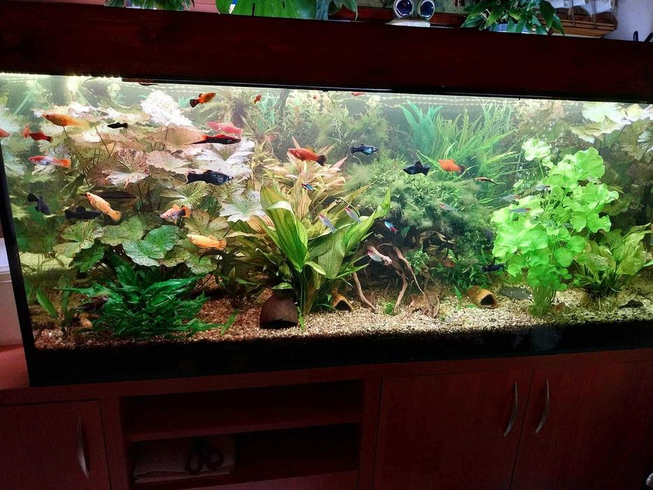 Sprzedam akwarium 450 l z całym wyposażeniem