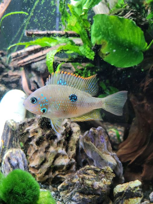 Zamienię samice pielęgnicy Eliota na samca