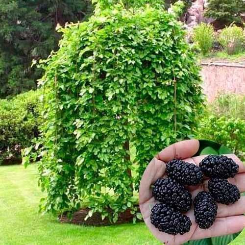 Саджанці шовковиці / Саженцы шелковицы / Штамбовая шелковица