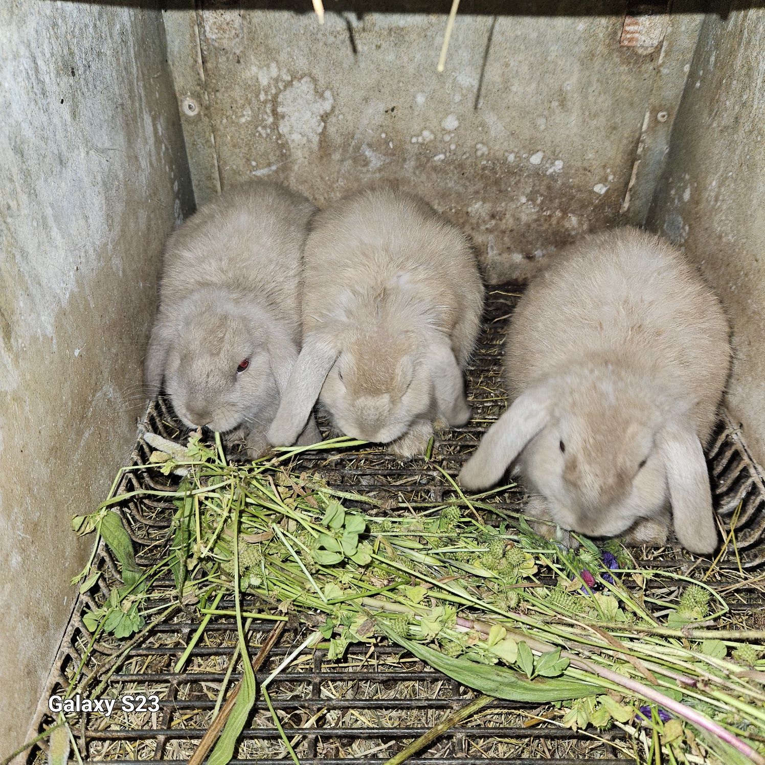 Coelhos anão Belier mini lop)