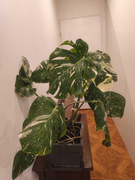 Monstera Thai Constelation