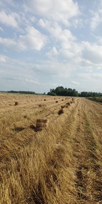 Słoma kostka świeża bez deszczu tegoroczna 2025 kostki bele słomy