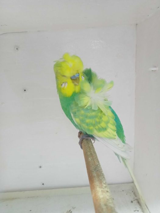 Piriquito horogromos