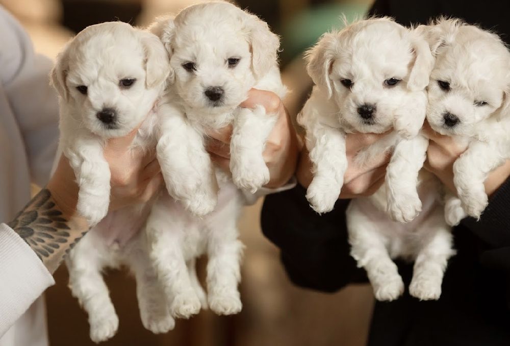 Елітні цуценята бішон фрізе (bichon frise).