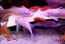 Promocja L144 Snow white zbrojnik Ancistrus ancistrus biały glonojad