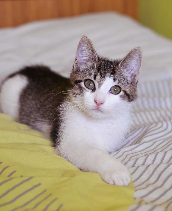 Кошеня Мартін в Добру родину! (котик, 2,5-3 міс, врятований з вулиці)
