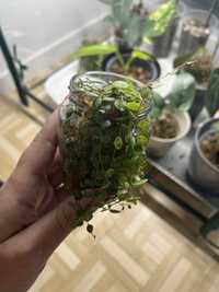 Peperomia prostrata