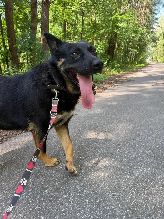 Najukochańszy Laser szuka domu!