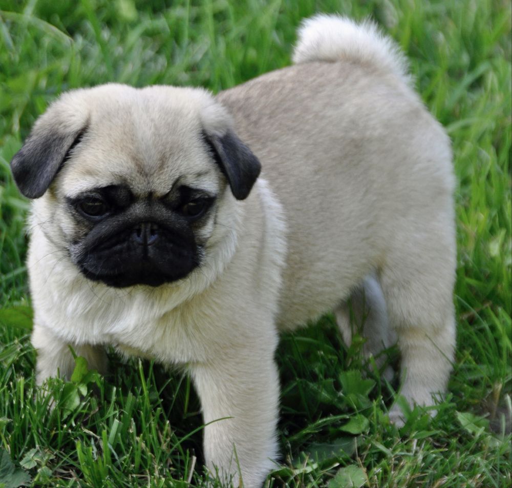Mops szczeniak ZKwP gotowy do odbioru