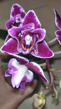 Цветущая детка трилипс орхидеи фаленопсис Chia E Yenlin