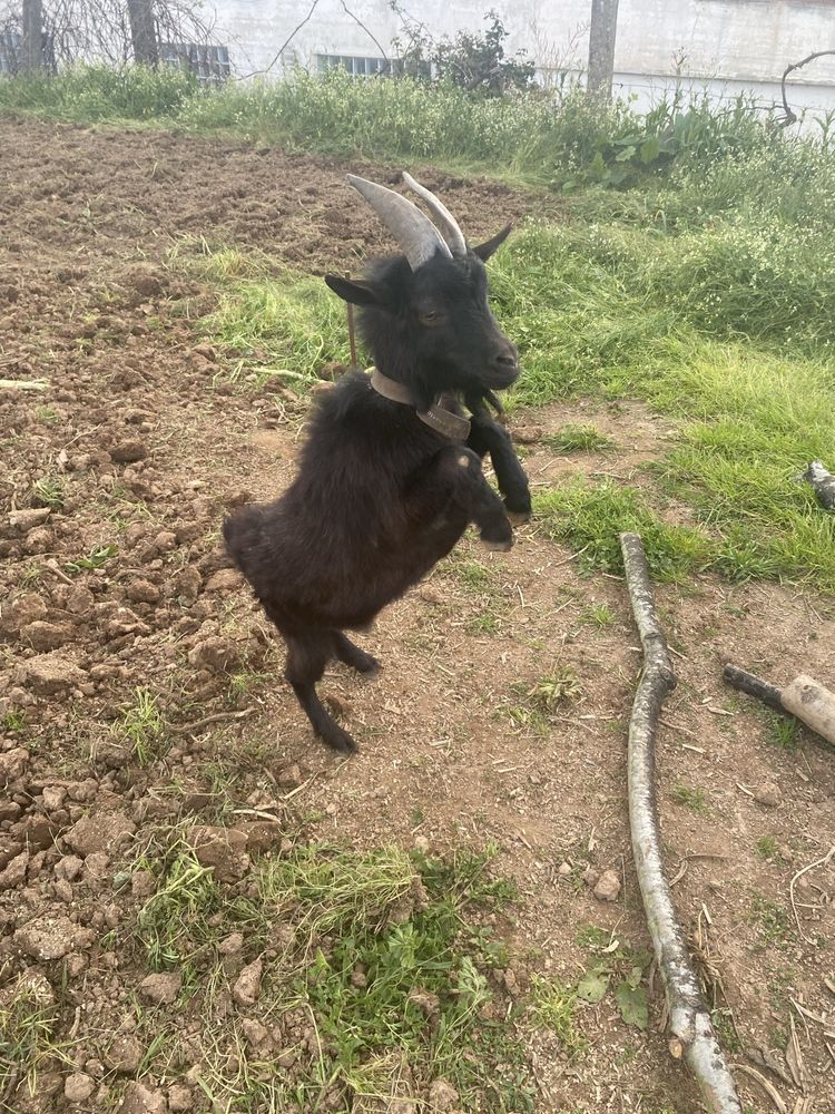 Chibo raça anã.