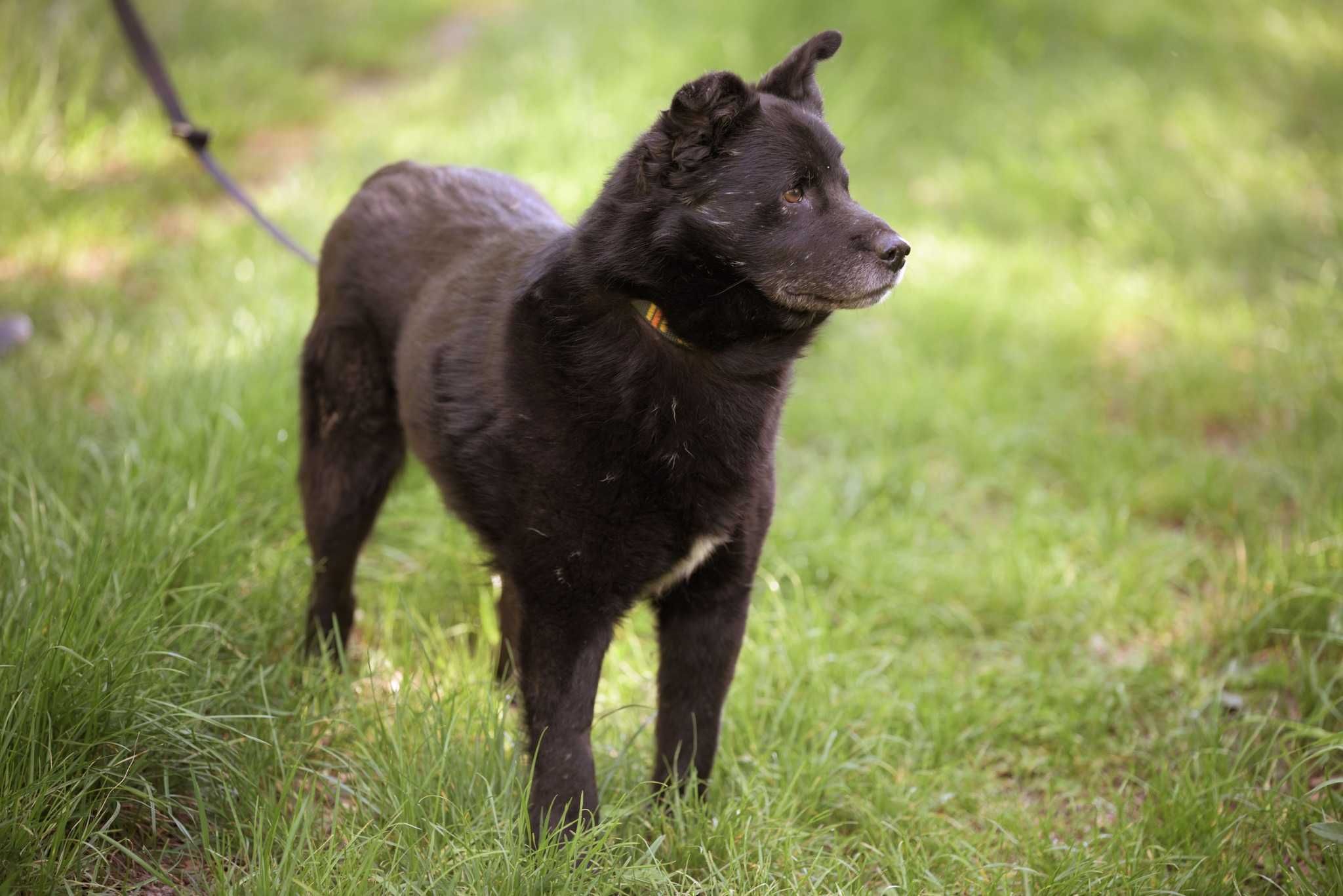 Sherlock - spokojny, jednooki misio do adopcji