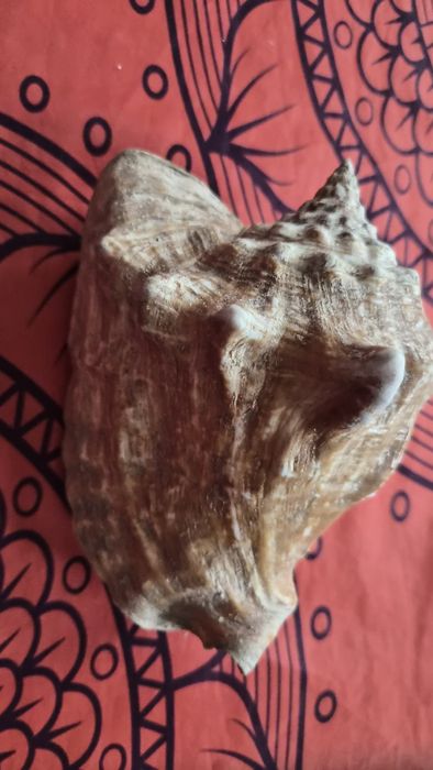 Duża naturalna muszla