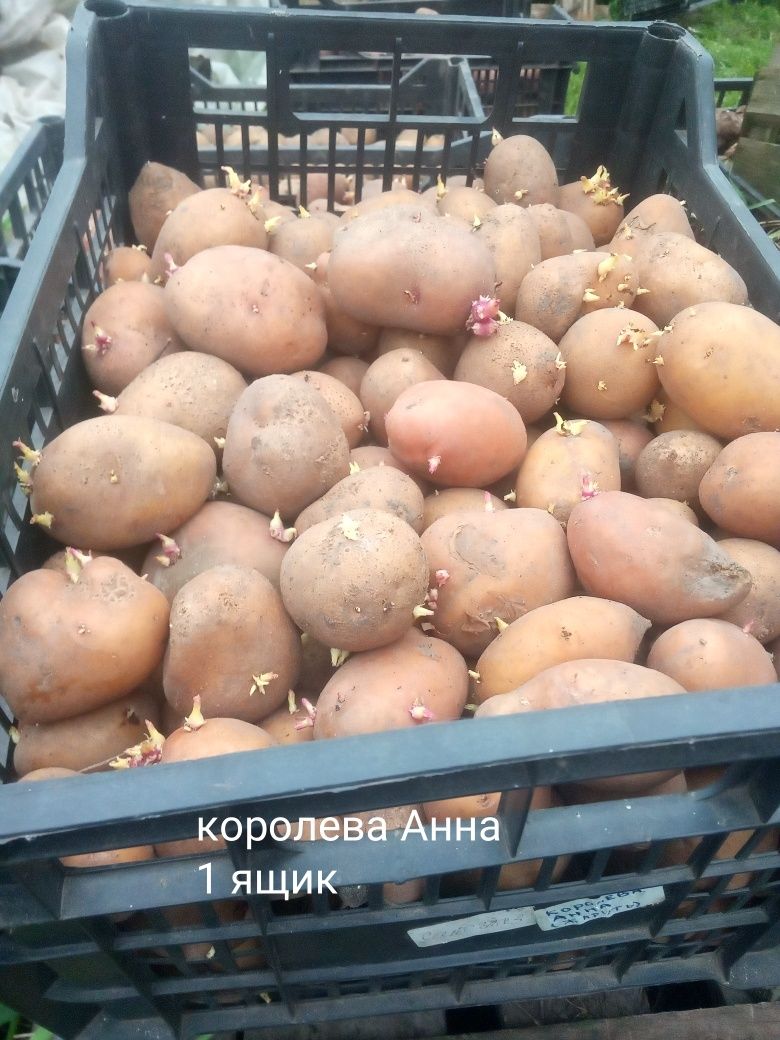 Посадкова картопля