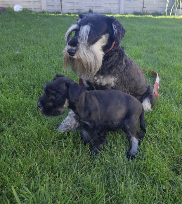 Sznaucer miniaturowy 8tyg z rodowodem