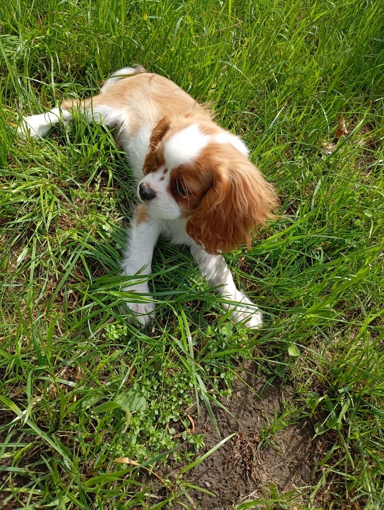 Cavalier King Charles spaniel
