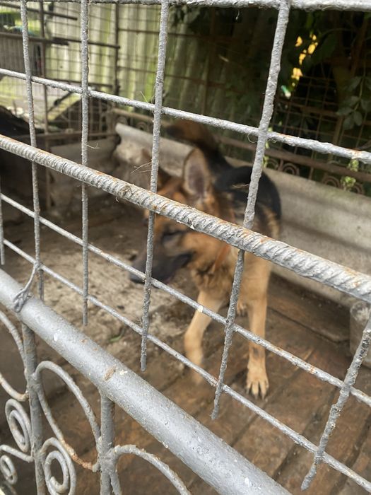 Продається Німецька вівчарка Кобель 3 Роки
