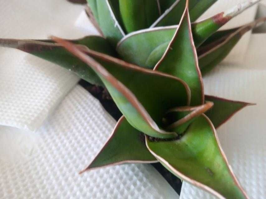 сансевиерия пингвикула  Sansevieria Pinguicula