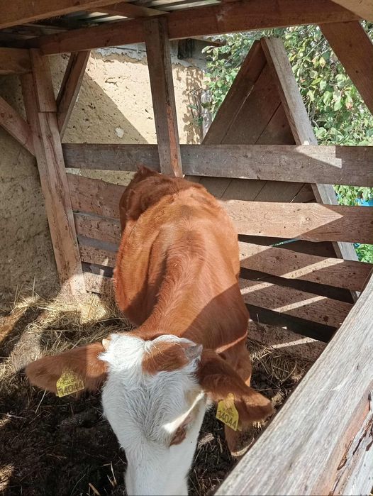 Jałówka biało czerwona do dalszego chowu