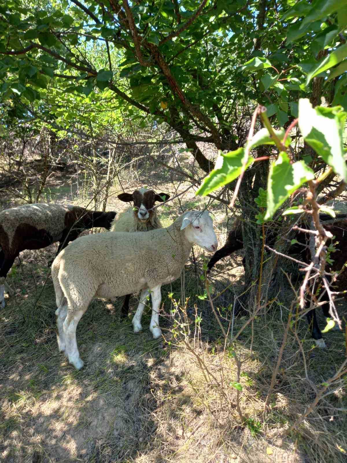 Продам овець Баран на плем'я