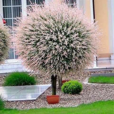 Верба Хакуро Нішікі на штамбі 120 см