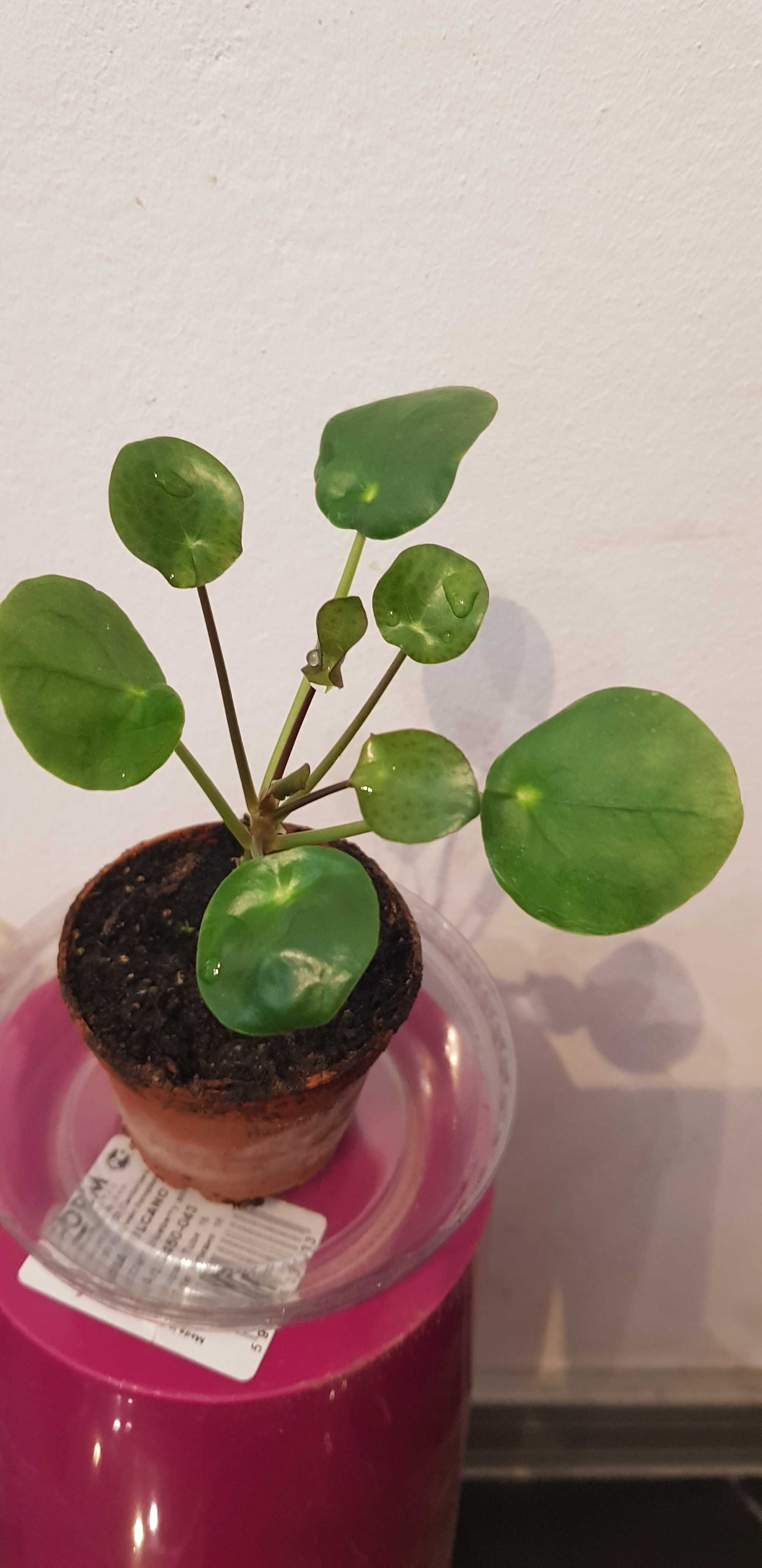 Pilea kwiat " Pieniążek " peperomioides 14cm