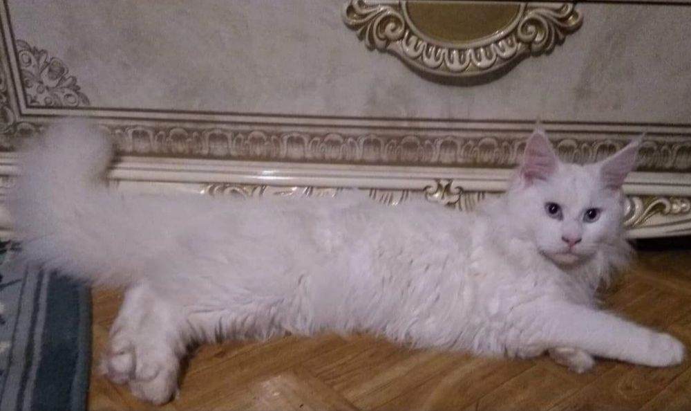 Maine Coon dziewczka 1600zl