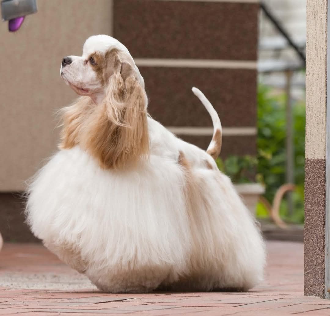 Super Cocker Spaniel