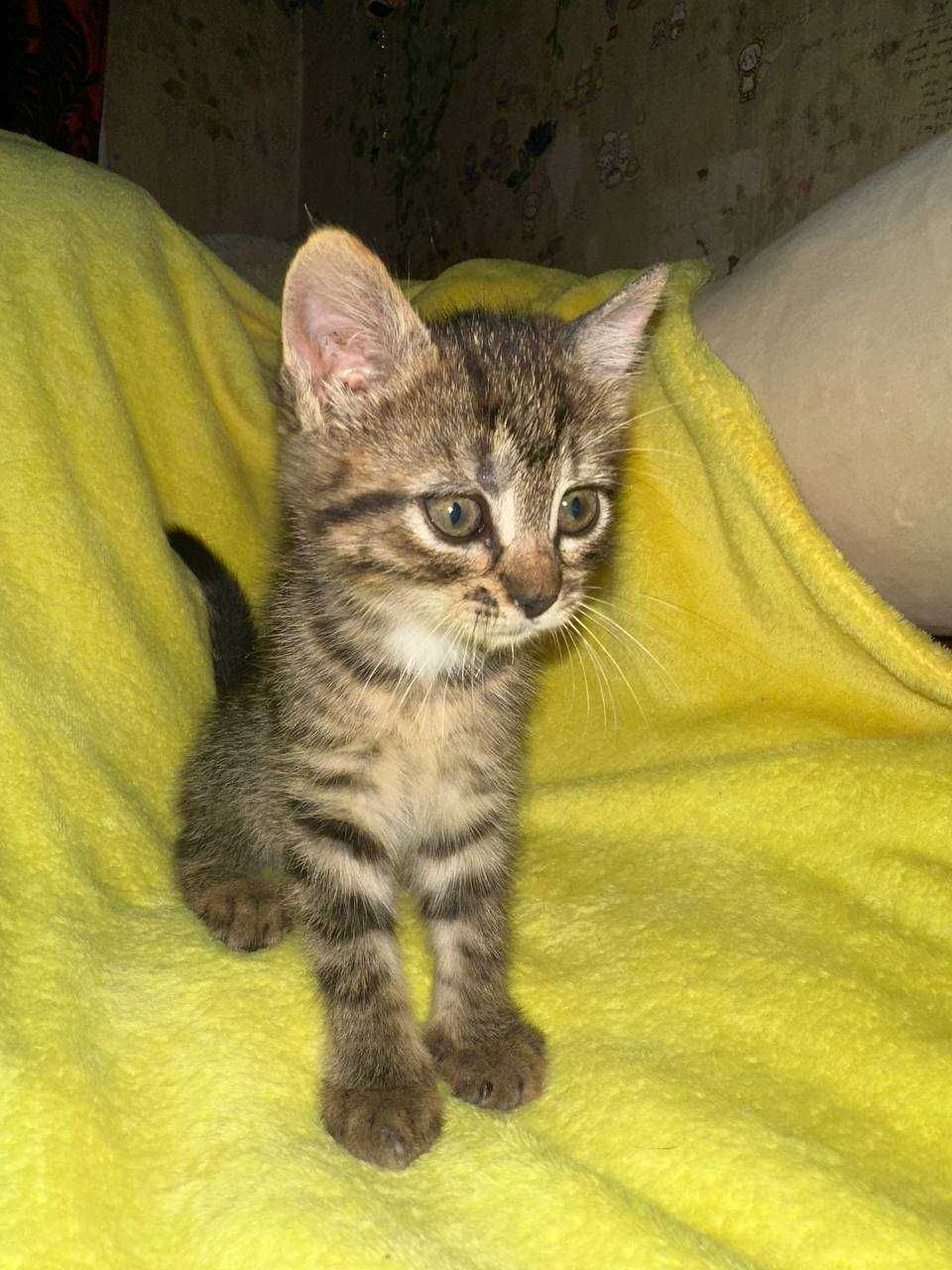 віддамо котенят в добрі руки