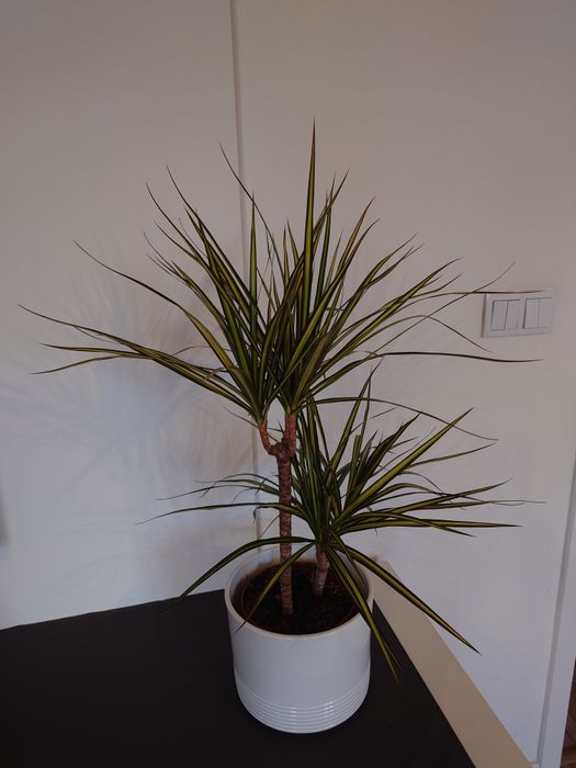 Dracena (Dracaena Sunray) don. 17 cm