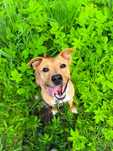 Najmądrzejszy ASTON poleca się do adopcji!