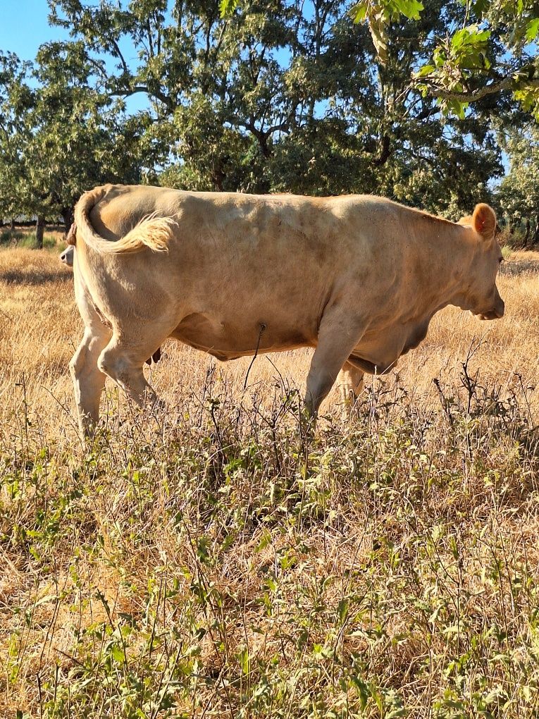Vacas cordas charoles