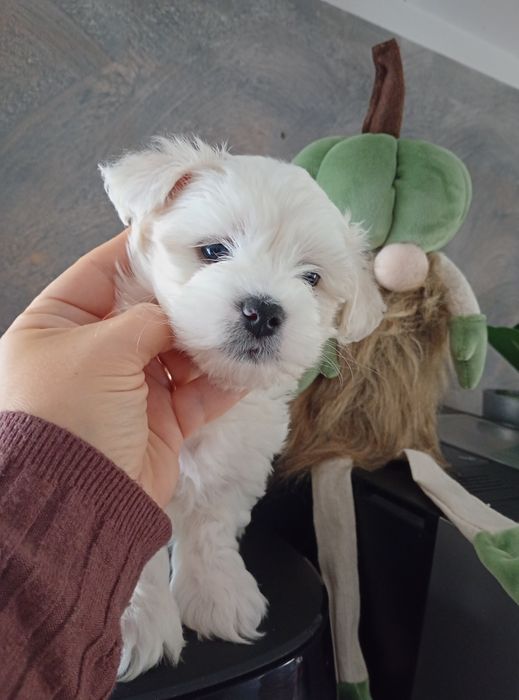 Maltipoo kremowy przystojniak