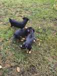 Terrier niemiecki