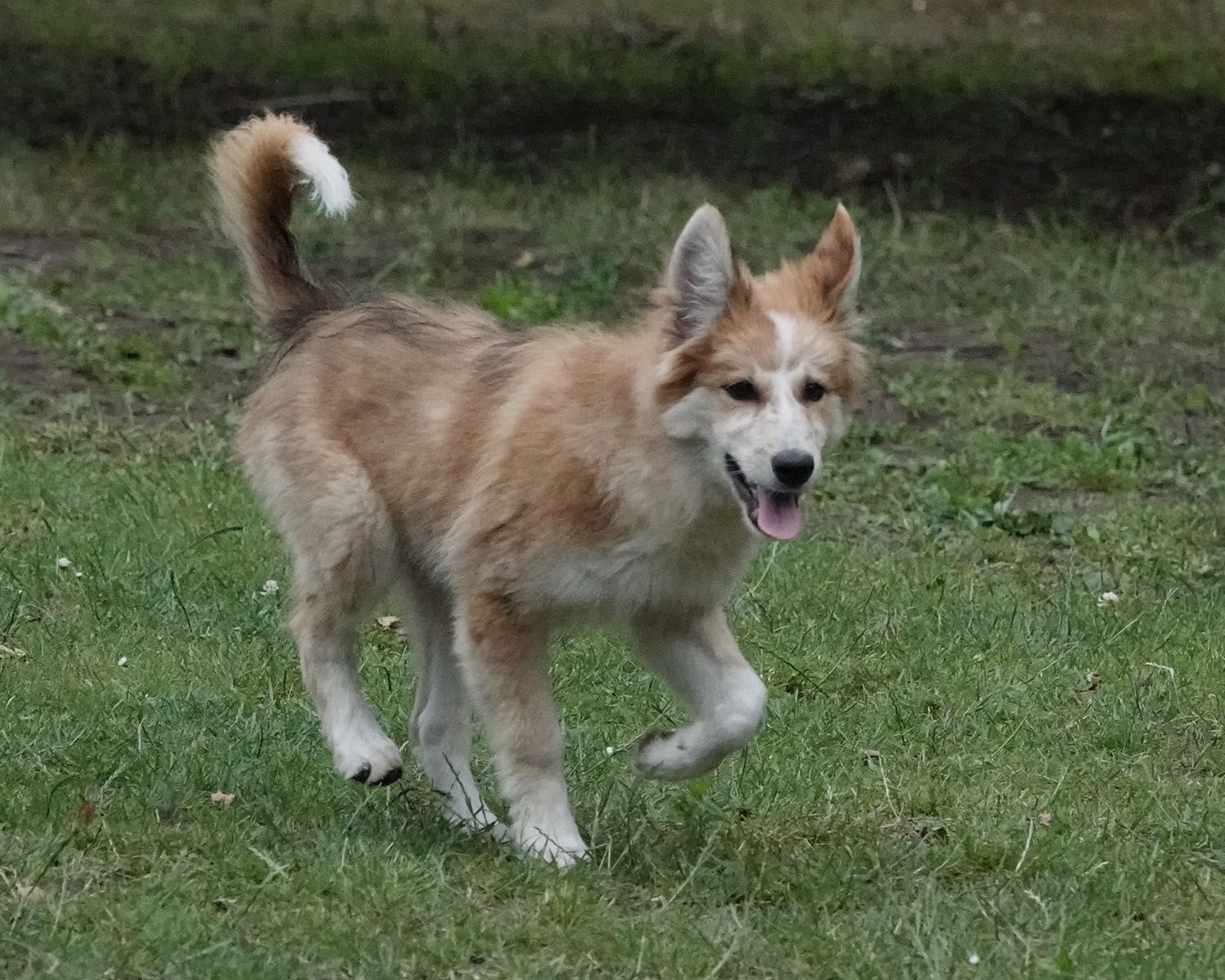 Border Collie pies, szczeniak 16 tyg, red merle