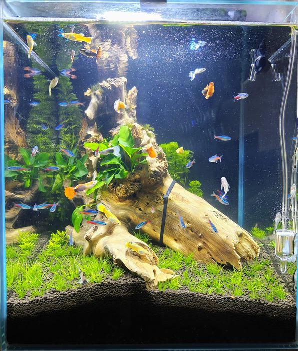 Akwarium Aquael shrimp set 30