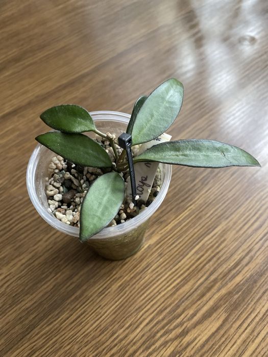 hoya rosita | hoja (4)
